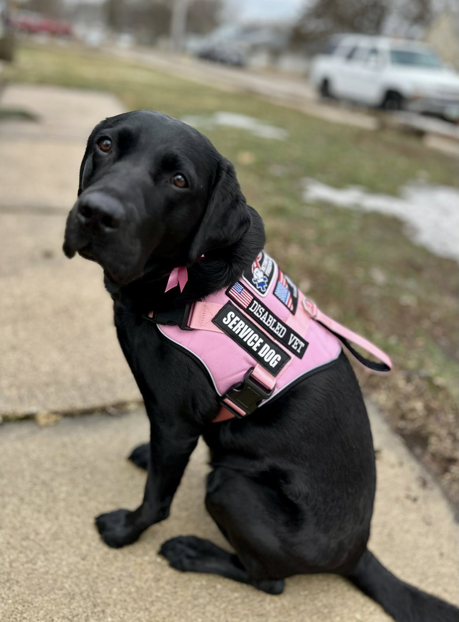 Dog wearing custom harness